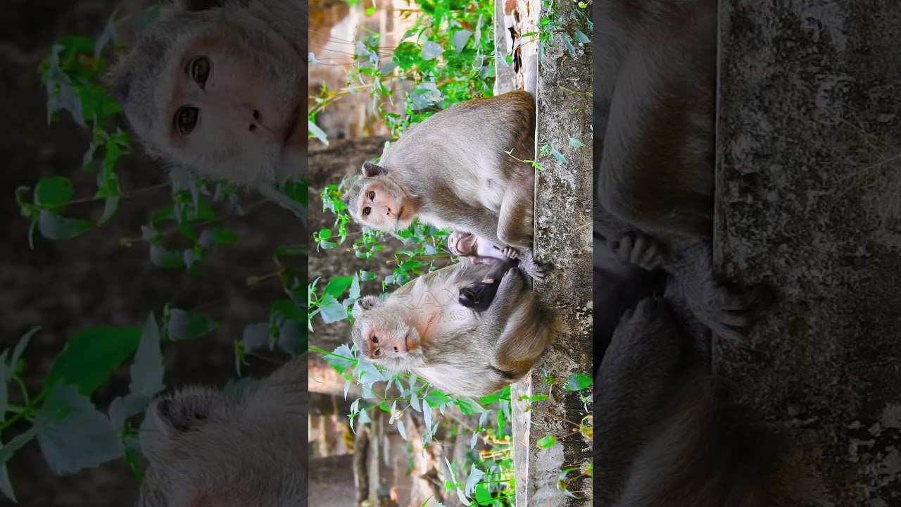 Baby Hippy Monkey Fun at Angkor 😂
