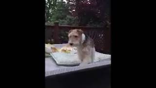 WIRE FOX TERRIER CALVIN FLUFFING HIS BED JUST RIGHT by WireFoxRescueMidwest 621 views 6 years ago 1 minute