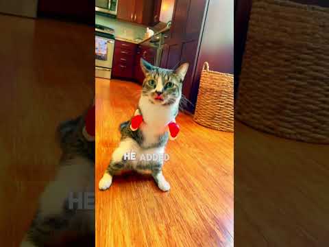 "cat lost front legs "