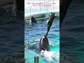 ラビーちゃんと匠トレーナーさん、ラビーちゃんの鳴き声、＃鴨川シーワールド、♯シャチ、#orca, #killer whale, #shorts