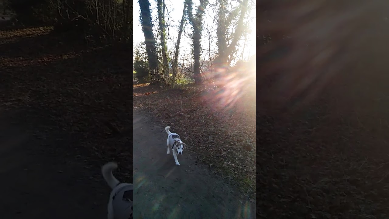 RIP mein Hund Spot YouTube