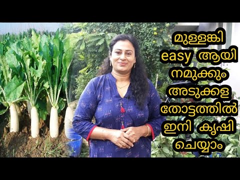 മുള്ളങ്കി കൃഷി ||Radish farming in kitchen garden ||Radish farming tips ||winter season plants