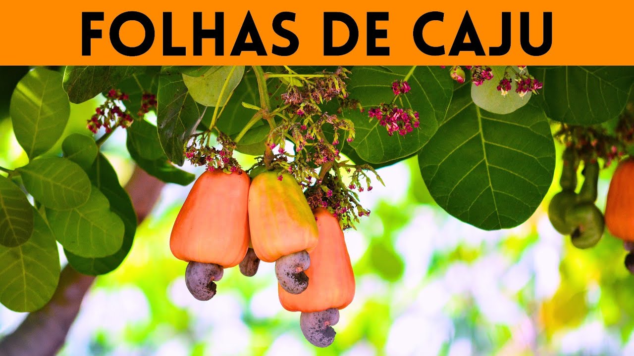 FOLHAS DE CAJU, Benefícios dessa folha e como fazer o chá das folhas de ...