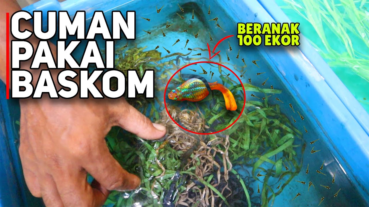 Tutorial Pemijahan Ikan Guppy Sangat Mudah, Pakai Media Baskom !!!