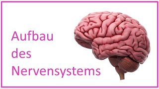 Aufbau des Nervensystems