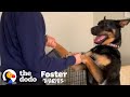 Foster Dog Who Slept For Days Is A Wild Child Now | The Dodo Foster Diaries