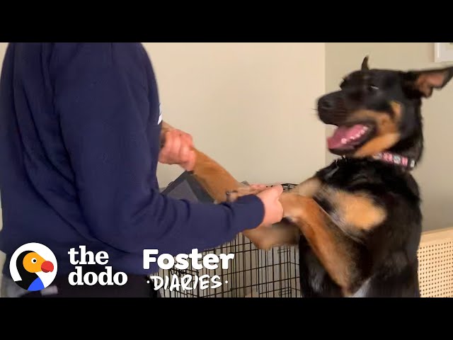 Foster Dog Who Slept For Days Is A Wild Child Now | The Dodo Foster Diaries