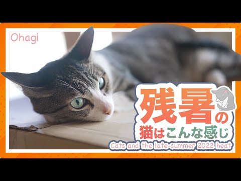 残暑の猫はこんな感じ2022