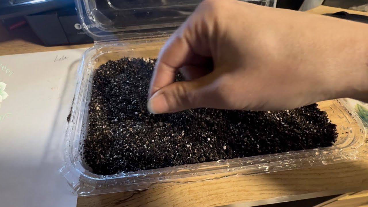 Grow Echeveria Succulents from Seed - Fast Tutorial