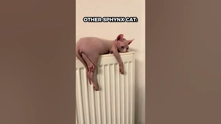 Watch the video about Meet the Sphynx glow-up! 🐱💀 #shorts #cat