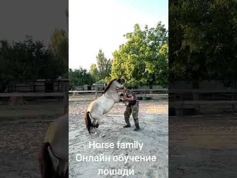 Horse family.Обучаем онлайн и больших и маленьких #horse #лошади #обучениелошади