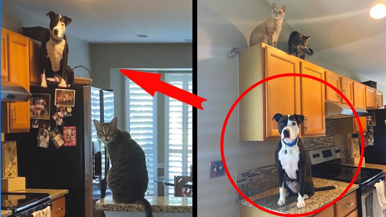 This dog grew up among cats, and now he is acting very strange! YouTube