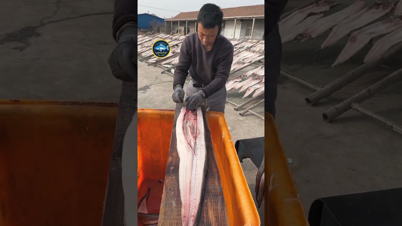 Awesome conger eel cutting skills! 