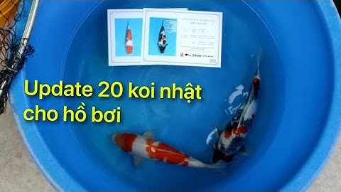 UPDATE 20 CON CÁ NHẬT HỒ BƠI || CÁ KOI VLOG TRẦN ĐỨC CƯỜNG