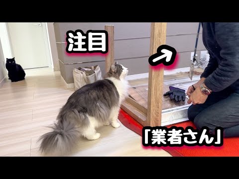 猫がいるお家に「業者さん」がやってきた時の注意⁈懐きすぎて困りました♡