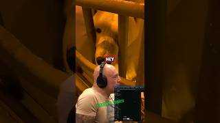 Joe Rogan Reacts to Terrifying Polar Bear Footage - JRE with Ben Lamm