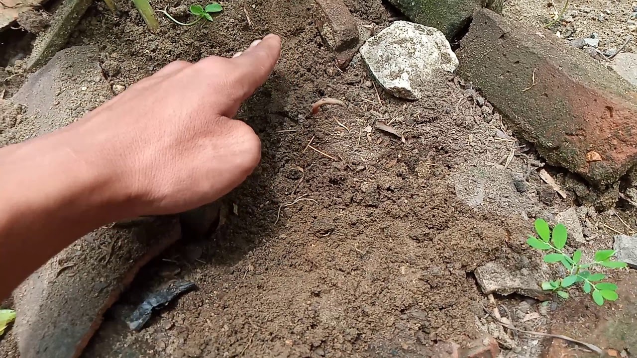 Tanam Porang di halaman rumah di cekeri sama ayam😂 