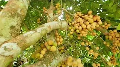Lanzones Fruits Are Everywhere In The Philippines