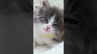 Why Do Cats Make Biscuits