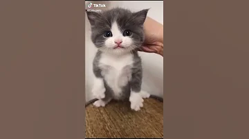 صوت القطط 