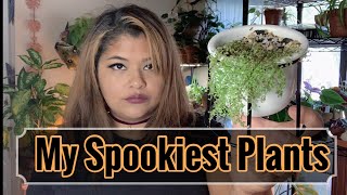 My Goth Plant Collection Sharing My Dark Leafy Plants