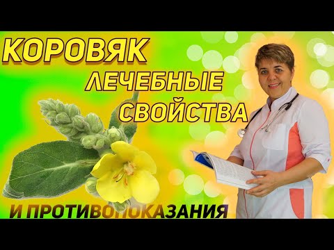 💊 Коровяк.Целебные свойства.