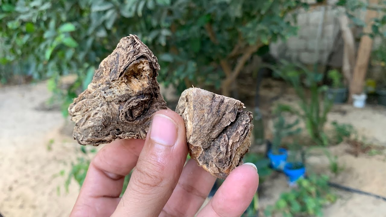 شرش الزلوع أقوي منشط طبيعي يمد الجسم بالطاقة ويجدد الخلايا ويكافح الشيخوخة ومنشط جنسي قوي للزوجين