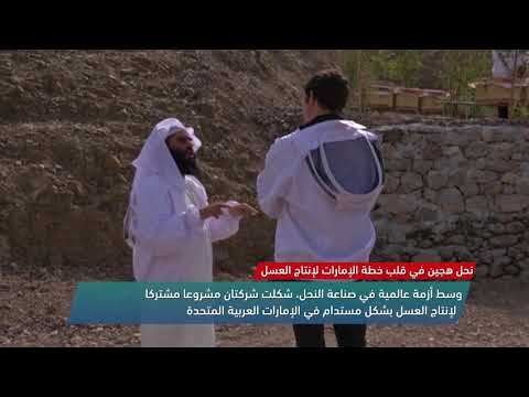 نحل هجين في قلب خطة الإمارات لإنتاج العسل   12 2 2018 قناة مساواة