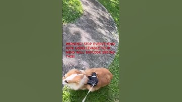 STOP EVERYTHING!Missing This Corgi Trick Means Forever Losing LIFE’S CUTEST SECRET! DON’T BLINK!