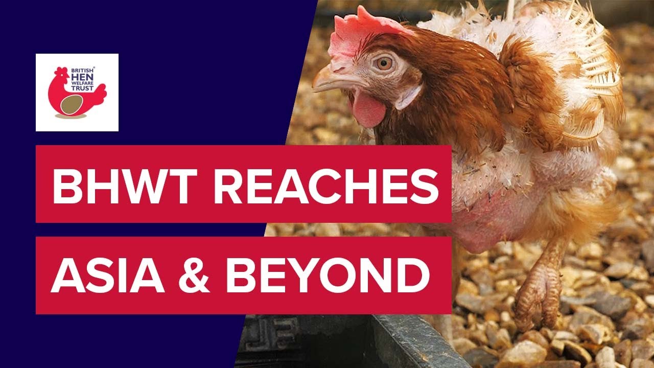 British Hen Welfare Trust Reaches Asia and Beyond - Feature News Agency