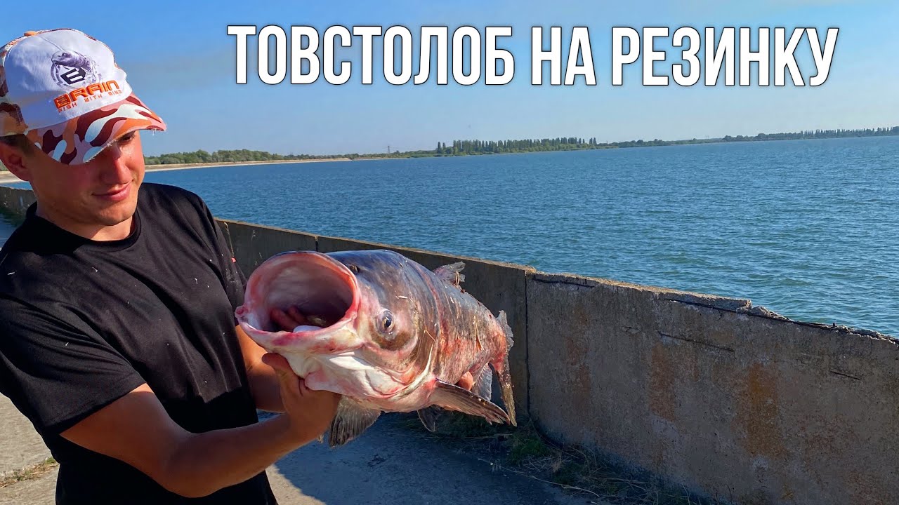 Трофей сезона 2024⁉️ Ловля Товстолоба на Резинку ‼️