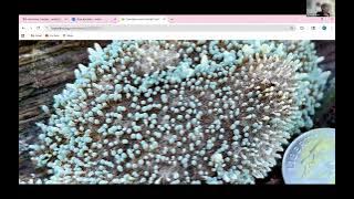 Taxonomy Tuesday 10.14.2025 Member Finds