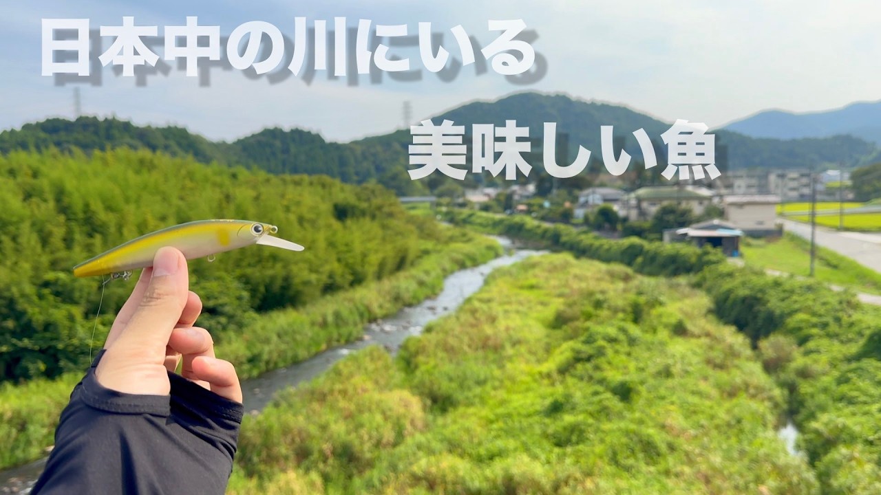 実はルアーで釣れるあの魚。釣って食べると想像以上の美味だった！