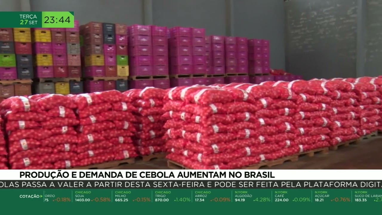 Produção e demanda de cebola aumentam no Brasil