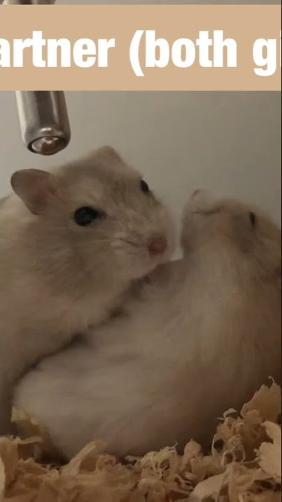Don’t watch hamster xxx ( love romance)