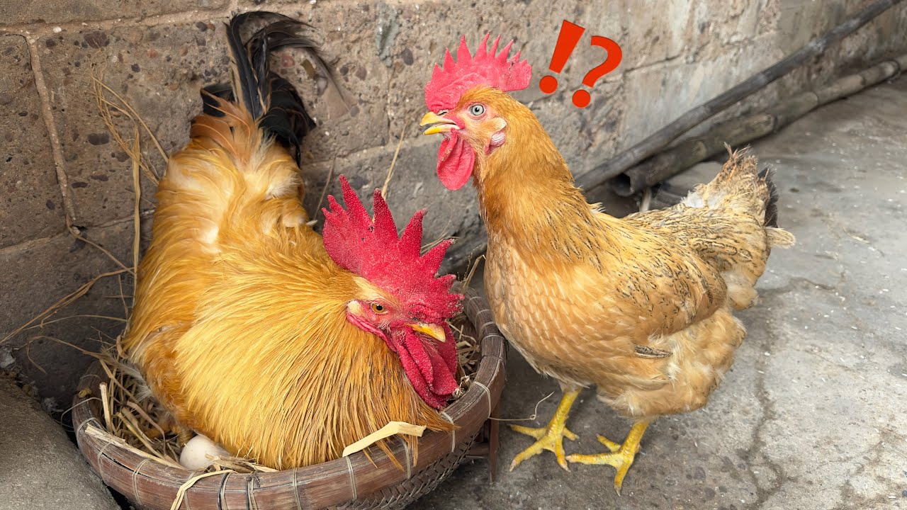 The rooster helps the hen hatch the eggs, and the hen is amazed