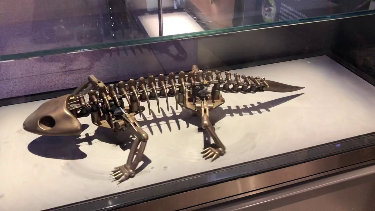 Moving skeleton at museum