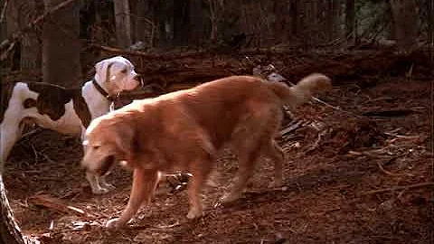 Homeward Bound: The Incredible Journey (1993)- In the wild