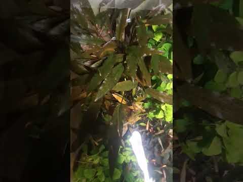 Cryptocoryne beckettii Petchii