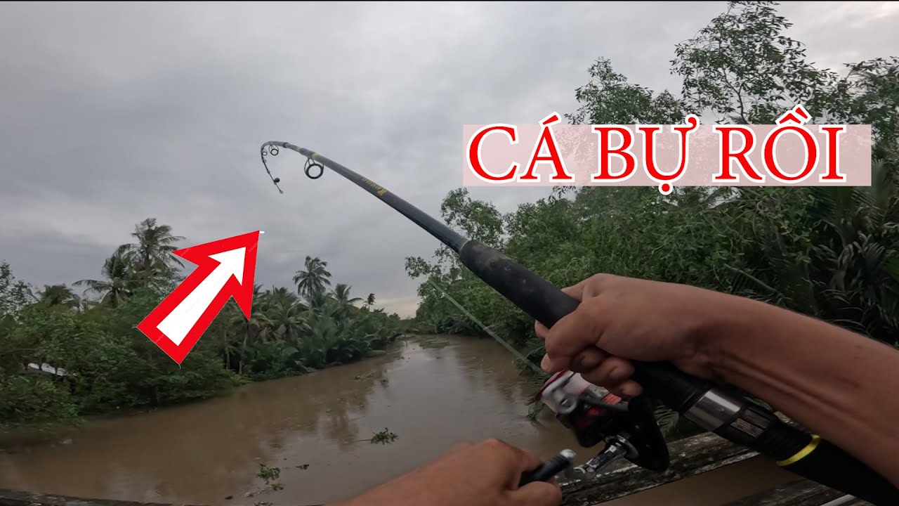 CÂU CÁ Tra Sông TRÊN CÂY CẦU GẦN NHÀ