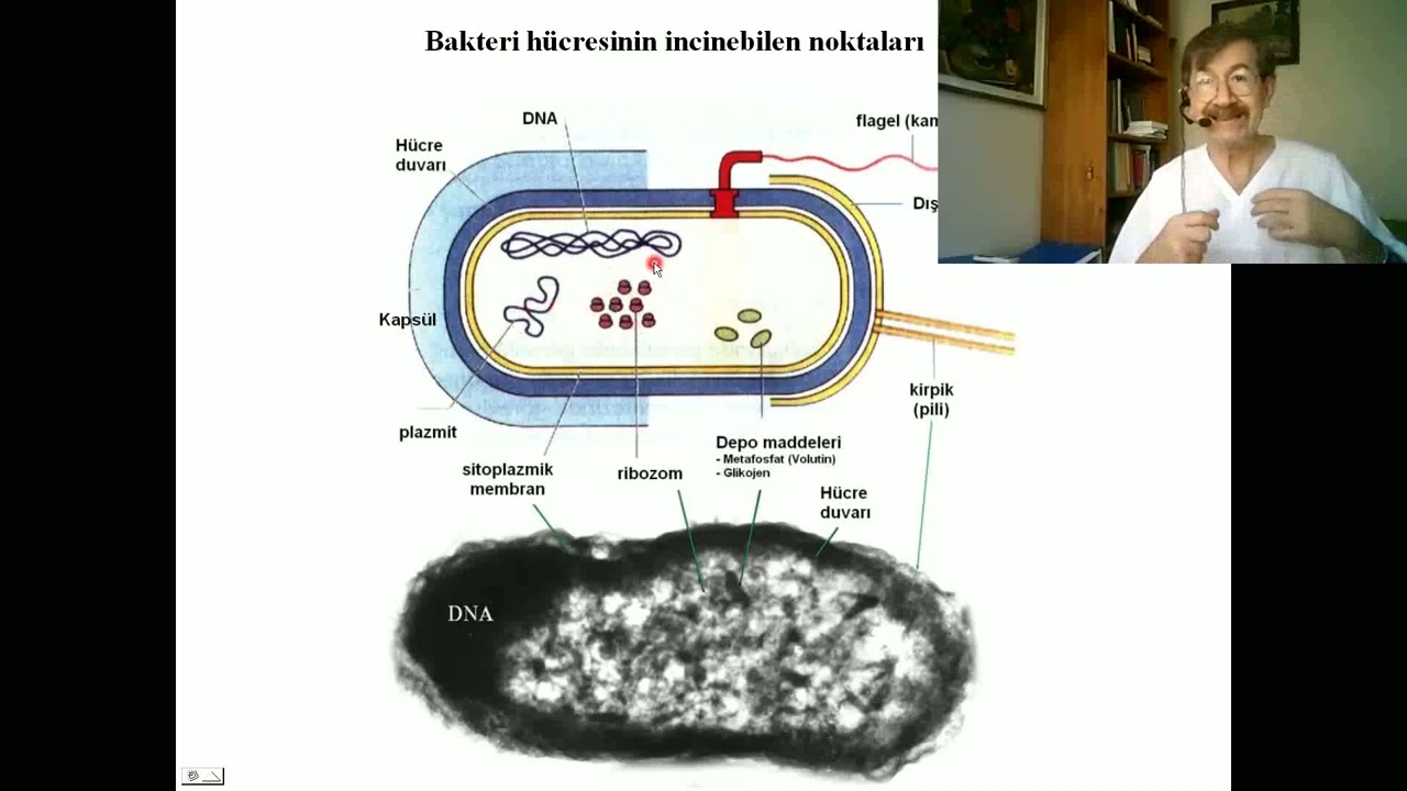 Antibiyotiklerin Sınıflaması Diş Hekimliğinde Hangi Antibiyotikler Kullanılır Antibiyotik Çeşitleri