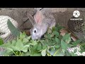 Rabbit Farming / daily foods for Rabbit / update ko lang sa alaga kong kuneho sa mga pagkain nila