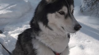 Husky Snow Day by Onyx The Husky 112 views 1 year ago 2 minutes, 47 seconds