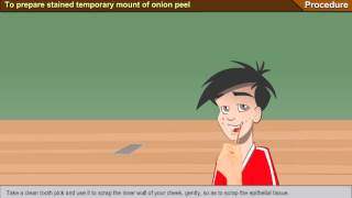 To prepare stained temporary mount of human cheek cells