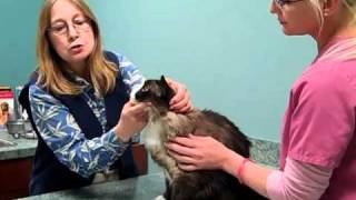 Kitten Cat Rabies Shots Costs  (847) 742-3906 (South Elgin IL St Charles IL West Dundee IL)