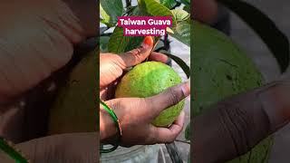 Jumbo Guava Harvesting @TinyTerraceGarden #nature #trending #shorts