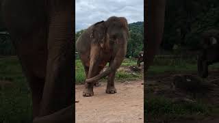 #elephant #animals #Daladamaligawa #Daladamaligawaperahara #kerala #asaam #2026 #travel #srilanka