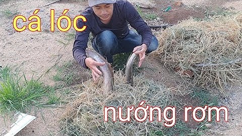 Cá lóc nướng rơm thơm ngon  món nhậu tốn bia nhất || Đức Mẫn TV