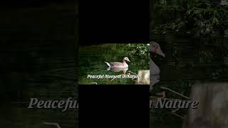 A Calm Escape into Nature. #shorts #nature #birds #forest #river #sunrise #NexoraNature #peaceful