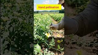 water melon farming tips l तरबूज की खेती कैसे करें #reels #shortvideo #farming #trendingvideo